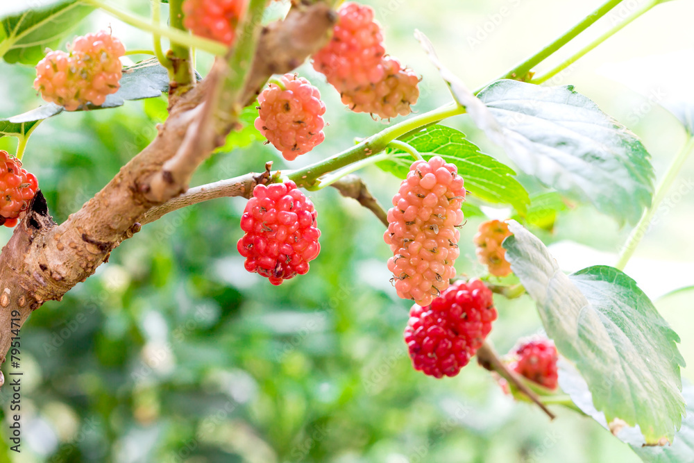 young red Mulberry fruit on tree young red Mulberry fruit on tree