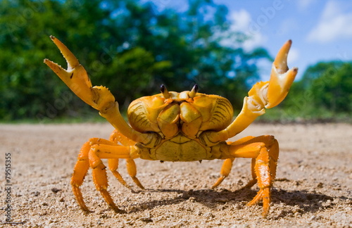 Yellow land crab
