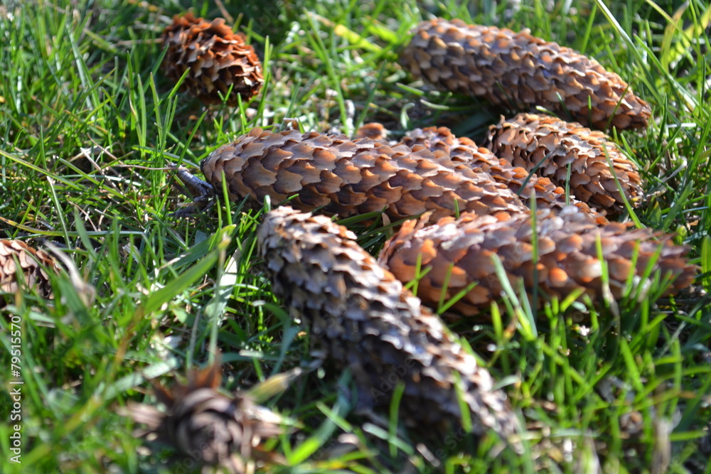 Fototapeta premium Шишки ёлки