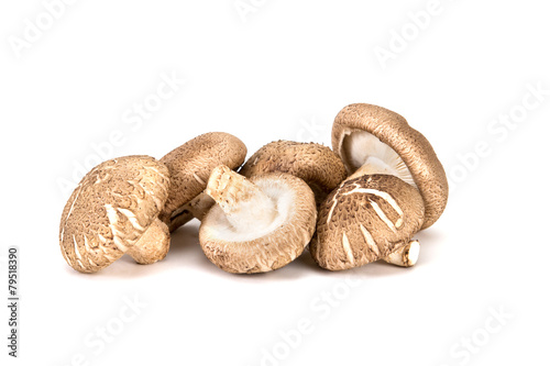 Chinese mushroom on white background