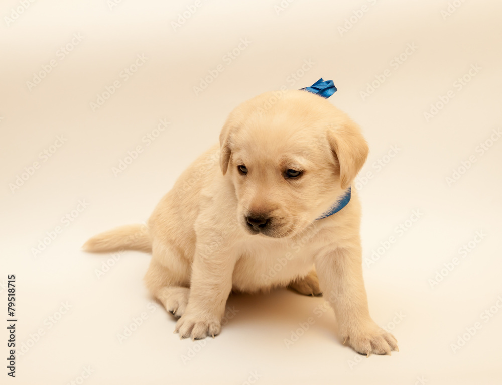 adorable labrador puppy adorable labrador puppy