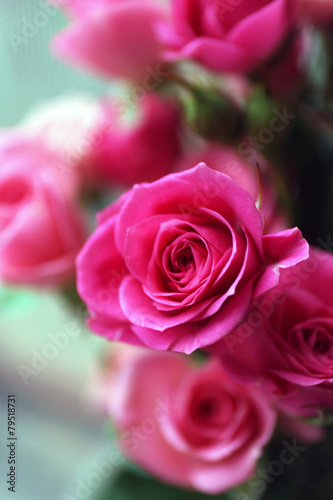 Beautiful pink roses close up