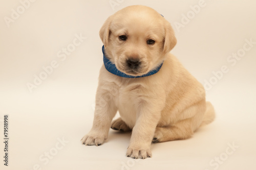 adorable labrador puppy © chechotkin