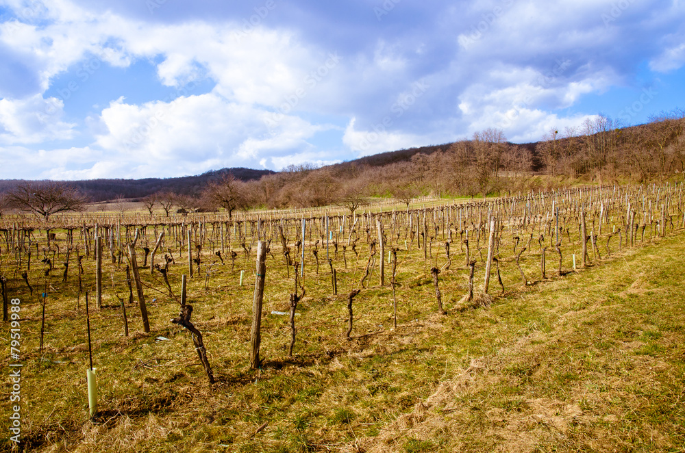 vineyard in spring time