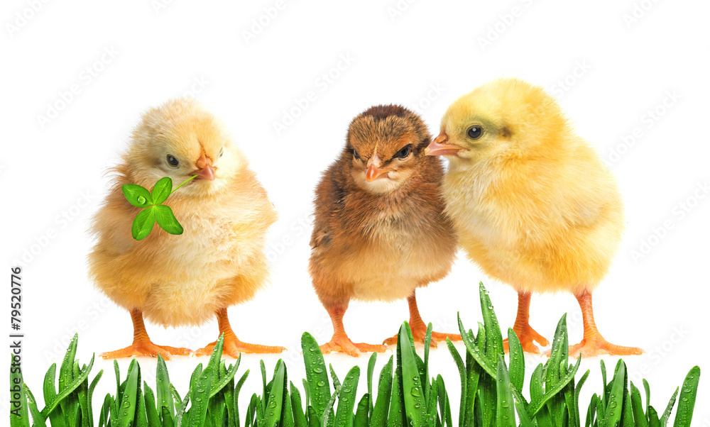 chickens chickens