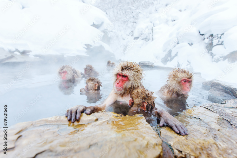 Fototapeta premium Snow Monkeys