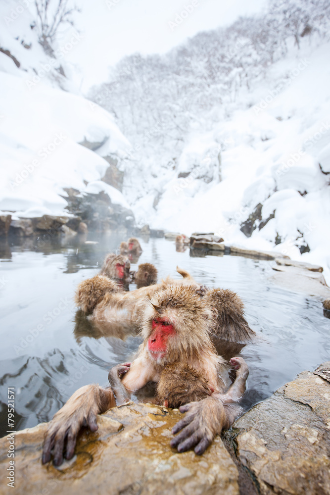 Fototapeta premium Snow Monkeys