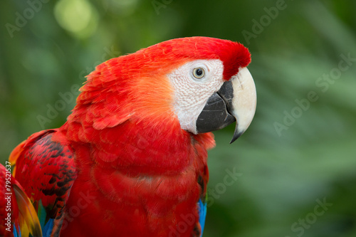 parrot bird #79521537