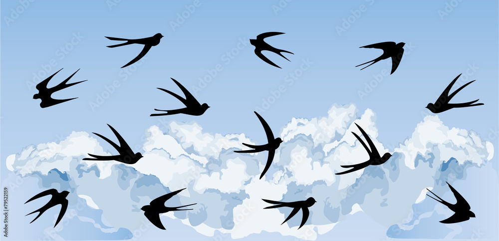 Fototapeta premium Swallows in the cloudy sky