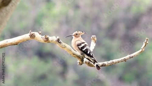 Eurasian Hoopoe (Upupa epops) in Japan photo