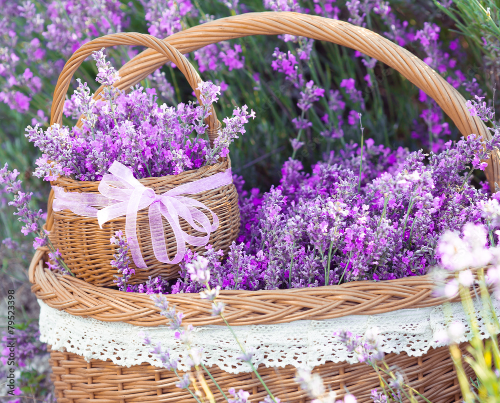 Obraz premium Basket with lavender flowers