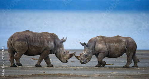 Canvas Print Two rhino nose to nose. Kenya.