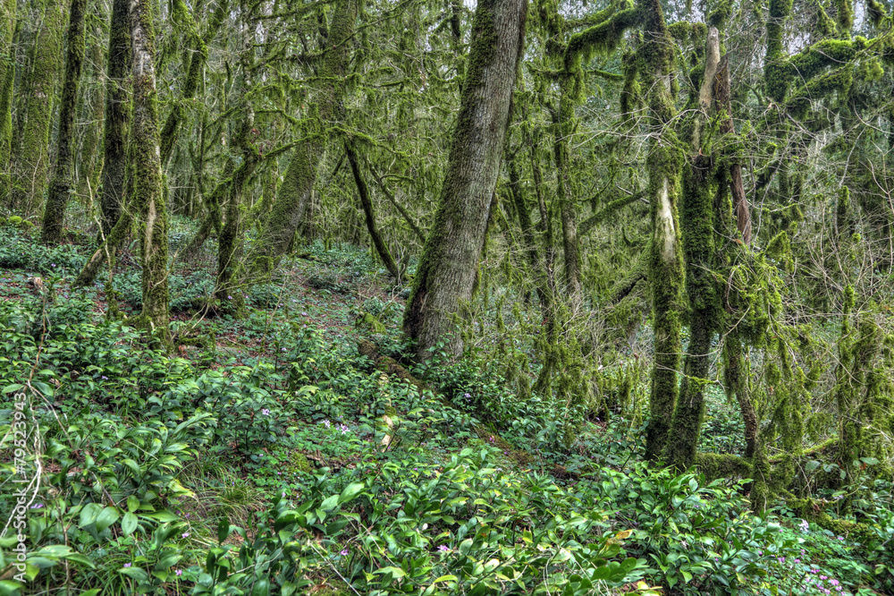 Yew-tree grove, Sochi caucasian biosphere reserve Yew-tree grove, Sochi caucasian biosphere reserve