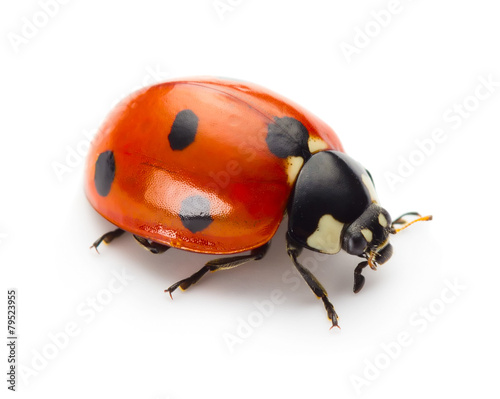 Fotografia Ladybug