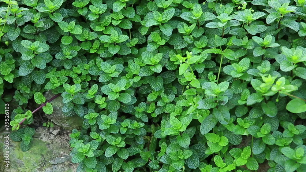 mint plant grow at vegetable garden mint plant grow at vegetable garden