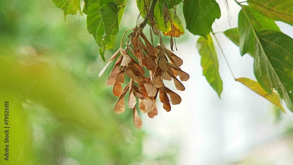 Twig of Seeds Of Maple Swaying On Breeze
