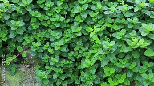 Wallpaper Mural mint plant grow at vegetable garden Torontodigital.ca