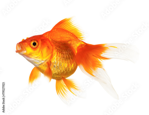 Gold fish © gertrudda