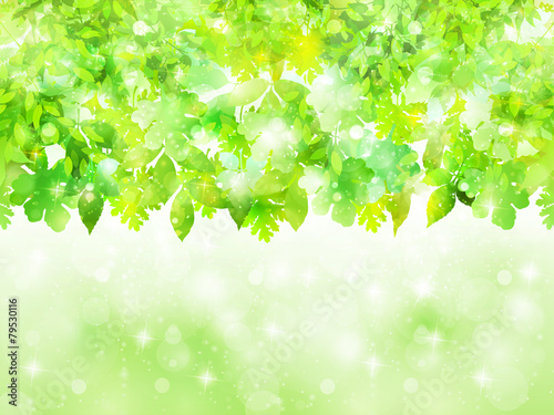 葉　新緑　背景