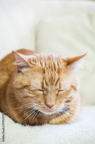 cat sleeping