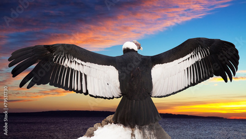 Andean condor against sunset sky background