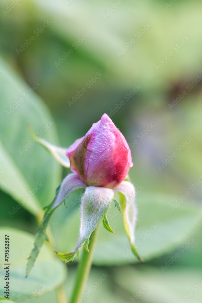 Beautiful pink rose in a garden with green background Beautiful pink rose in a garden with green background