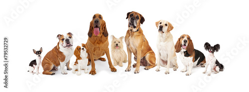 Group of Various Size Dogs © adogslifephoto