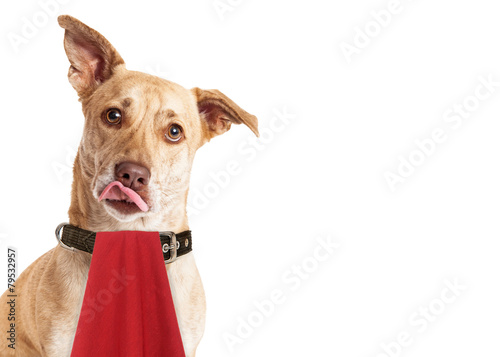 Fototapeta Naklejka Na Ścianę i Meble -  Hungry Dog Wearing Napkin Licking Lips