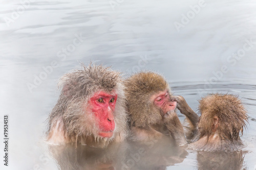 温泉のいたずらこざるとおかあさん達 Hot spring of mischievous young monkeys Japan © norikko