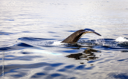Humpback whale