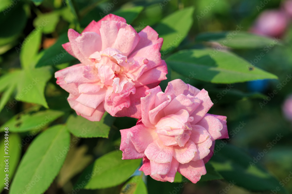 Beautiful pink rose in a garden with green background Beautiful pink rose in a garden with green background