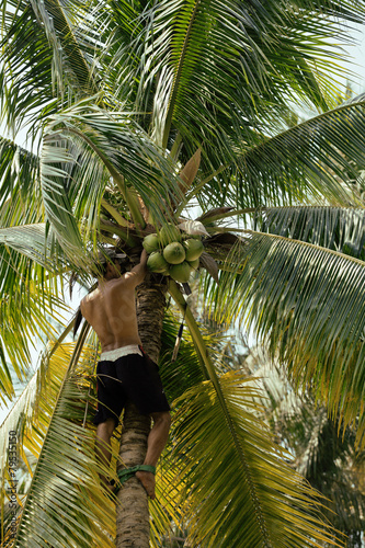 professional climber on coconut treegathering coconuts with rope