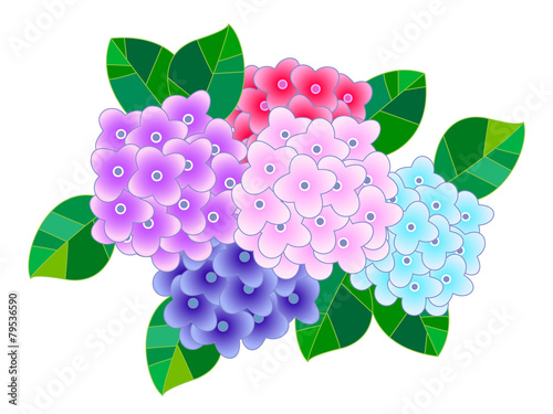 紫陽花