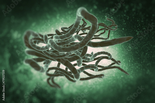 фотографія Ebola virus