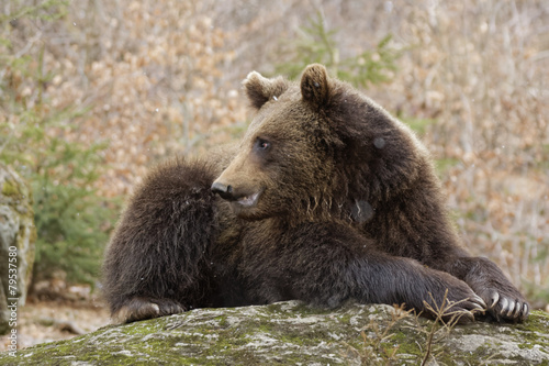 Braunbär