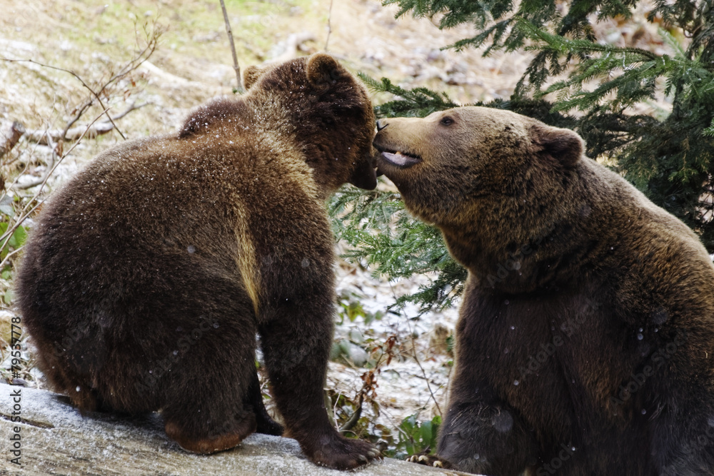 Obraz premium Braunbär