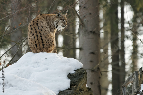 Luchs (lynx lynx) photo