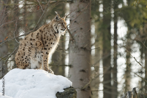 Luchs  lynx lynx 