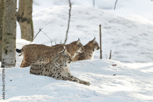 Luchs (lynx lynx) © waidmannsheil