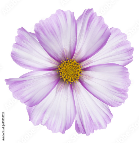 Fototapeta Naklejka Na Ścianę i Meble -  cosmos flower