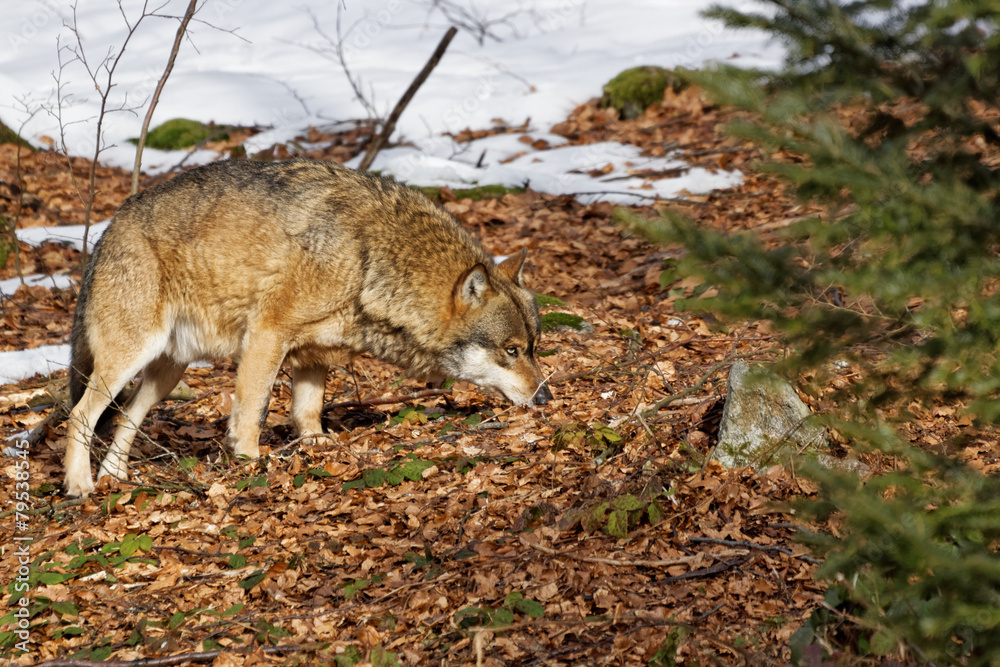 Wolf ( canis lupus ) Wolf ( canis lupus )