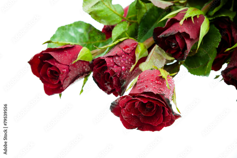 Red rose on white background Stock Photo | Adobe Stock