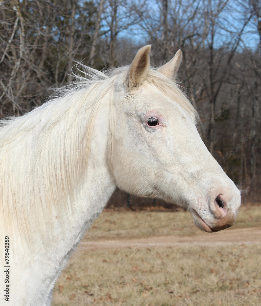 Obraz premium White Horse Head Study