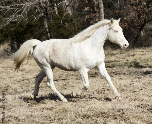 white horse trotting © FreeReinDesigns
