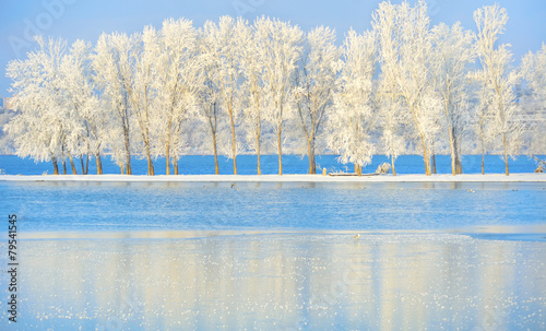 Frosty winter tree