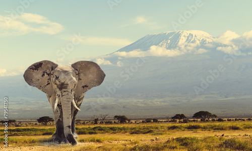 Elephant © byrdyak