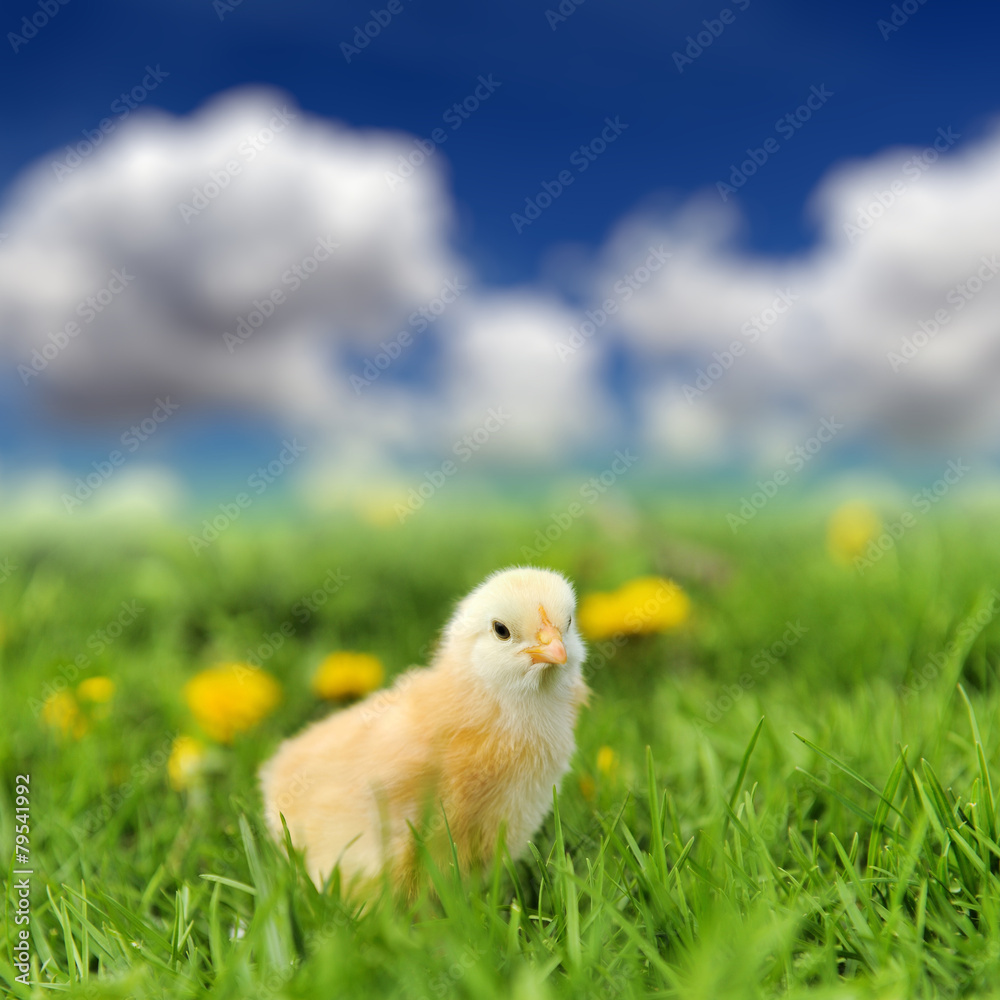 Little chicken