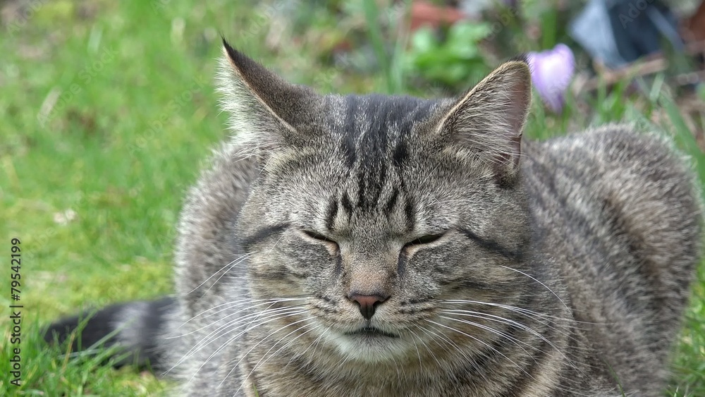 Graue Katze liegt auf der Wiese Graue Katze liegt auf der Wiese