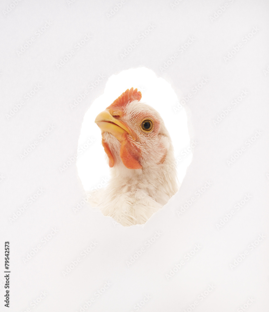 Obraz premium chicken