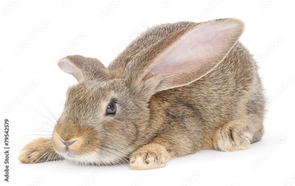 Obraz premium Rabbit